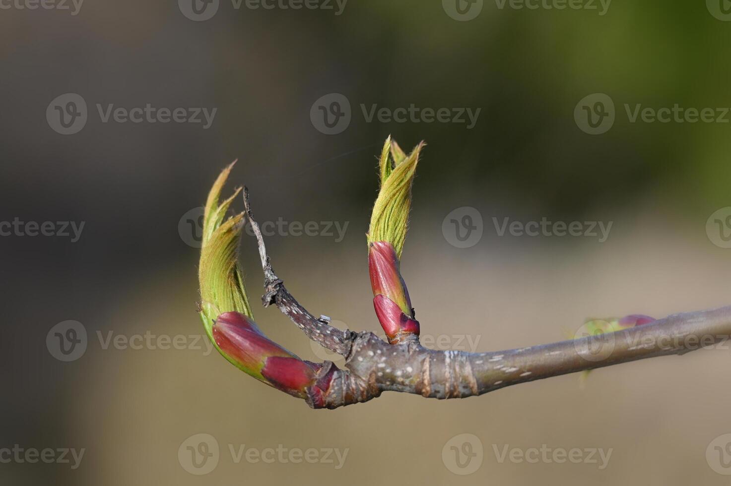 a branch with buds on it photo