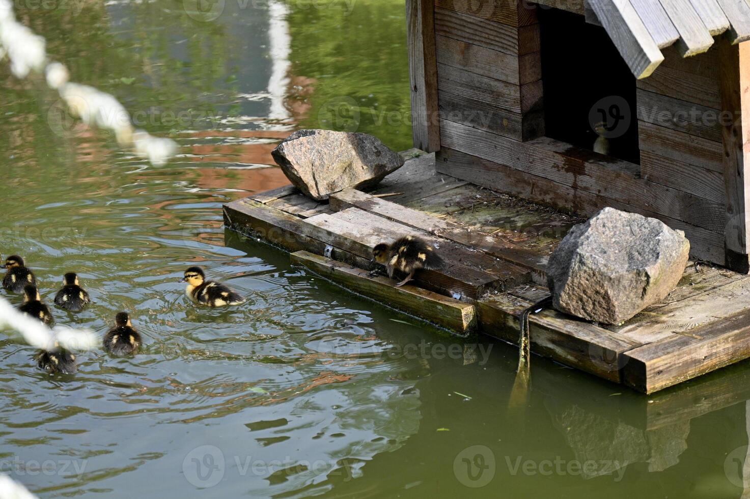 a small wooden house photo