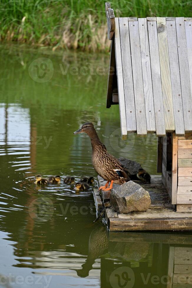 a duck and her ducklings in a pond near a wooden house photo