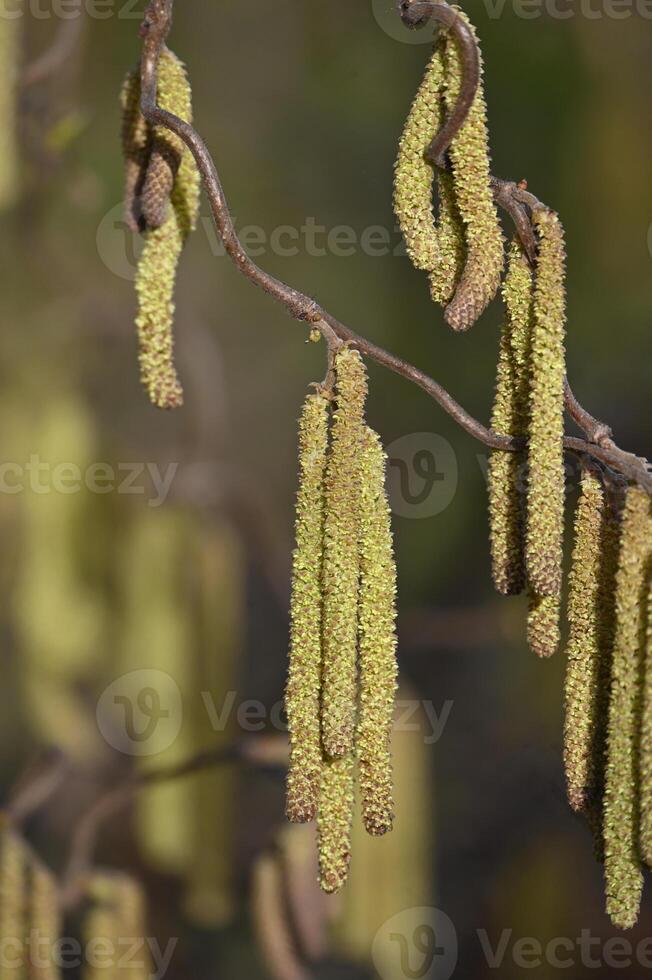 a branch with many green leaves hanging from it photo