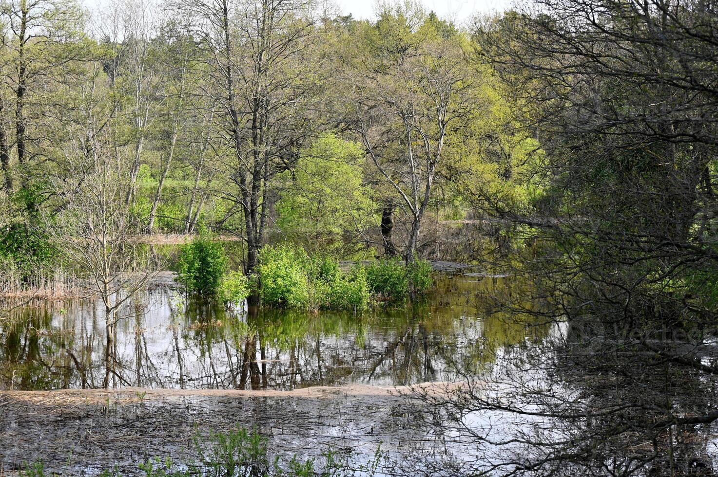 flooded forest in the spring photo