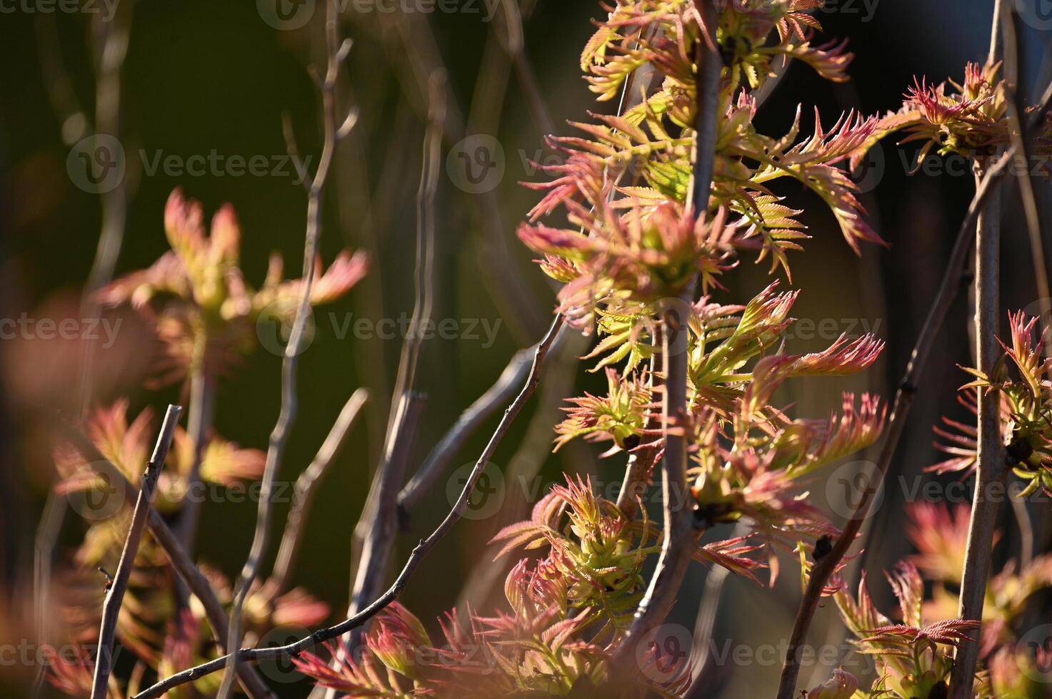 a close up of some pink flowers on a plant photo