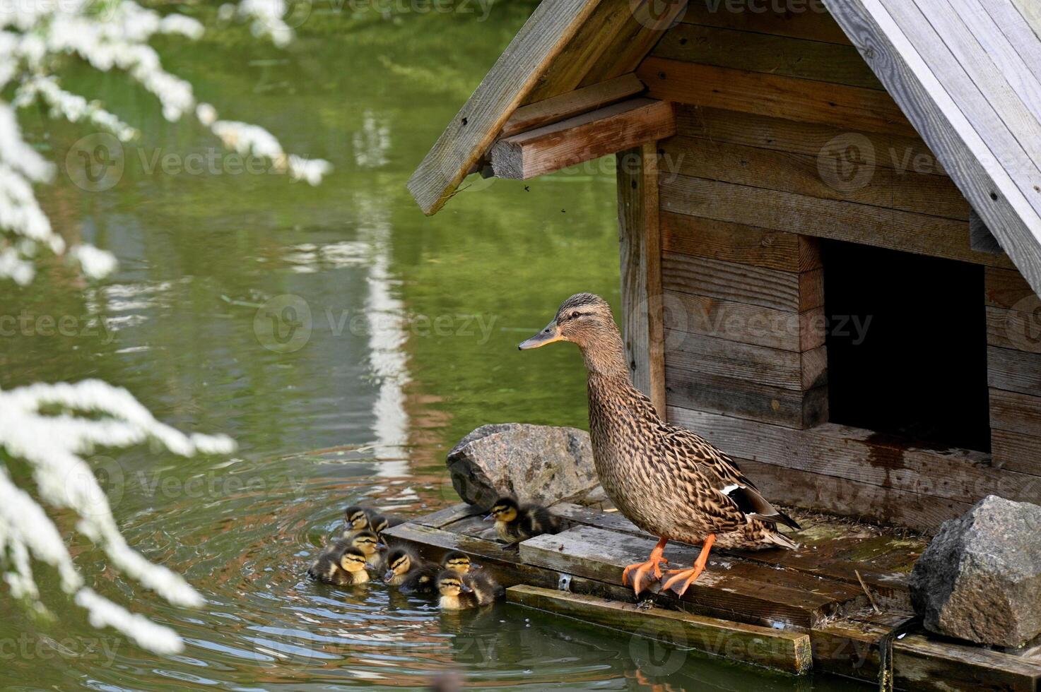 a duck standing in front of a wooden house photo