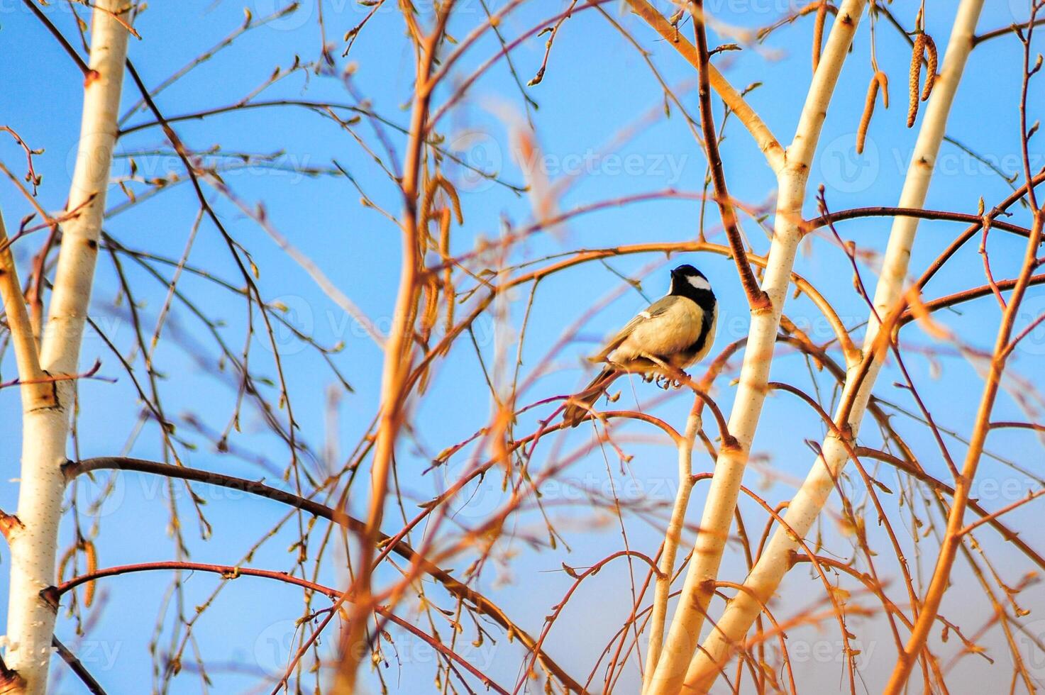 A colorful bird perched on a branch against a bright blue sky photo