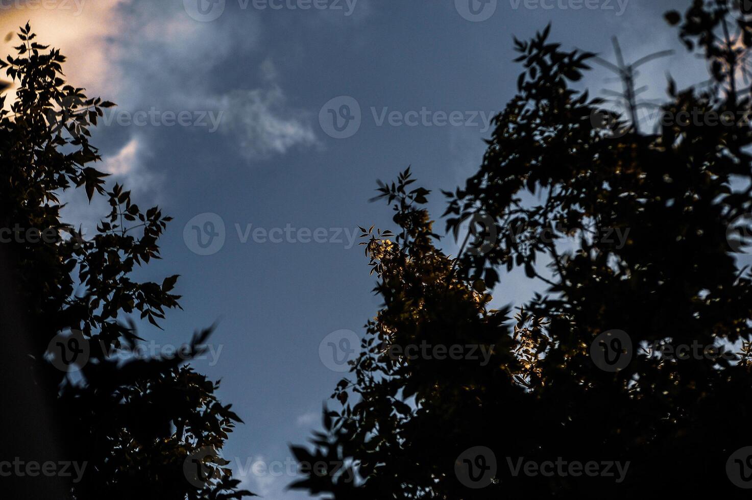 A striking silhouette of trees set against a bright blue sky with fluffy clouds photo