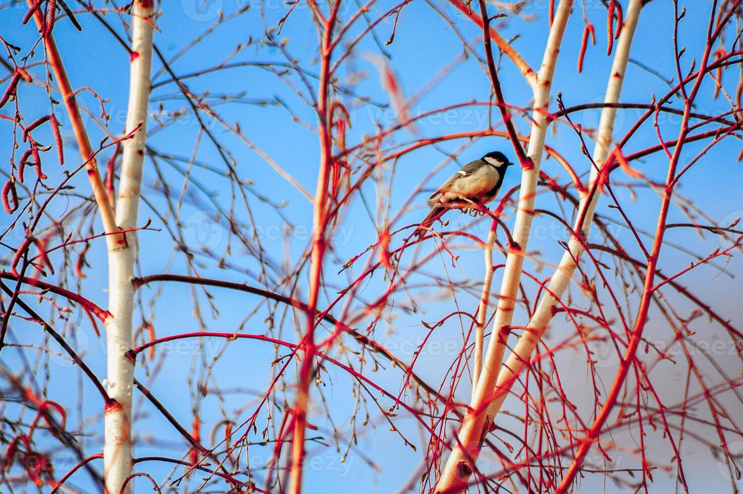A bird is perched on a branch with a beautiful blue sky behind photo