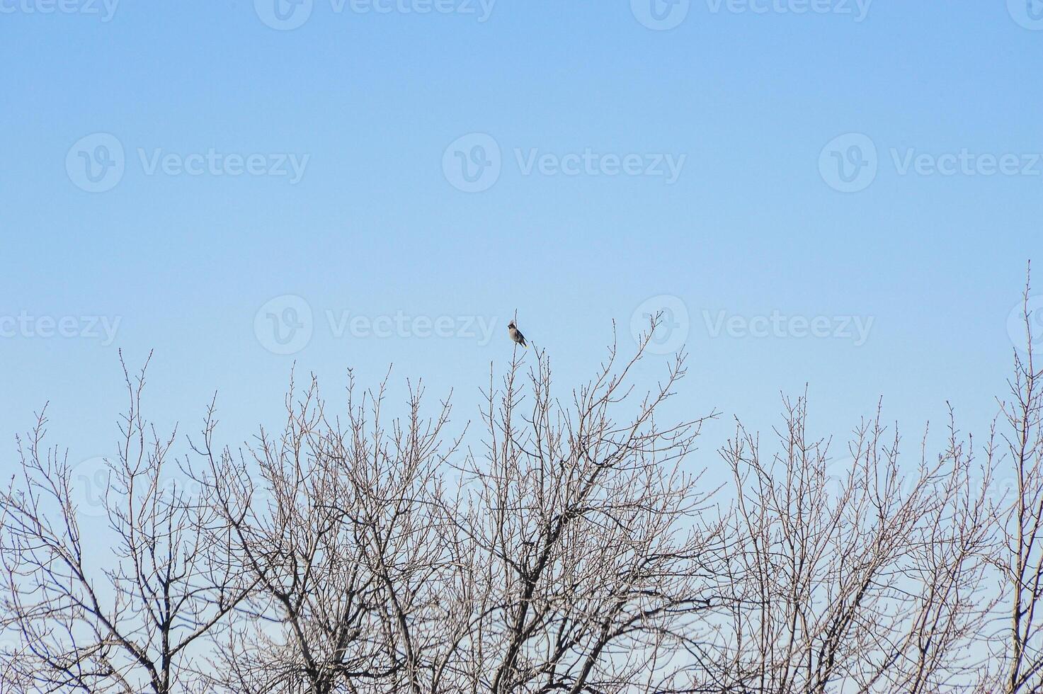A beautiful bird perched on a tall tree with a blue sky photo