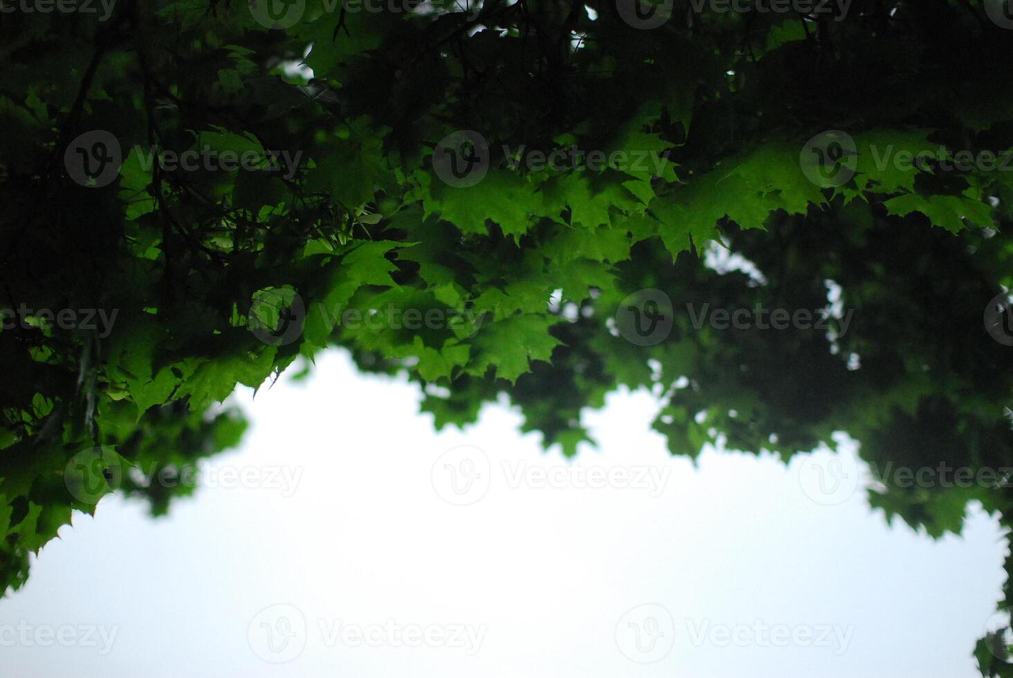 Gazing at a lush tree with vibrant leaves against a white sky photo