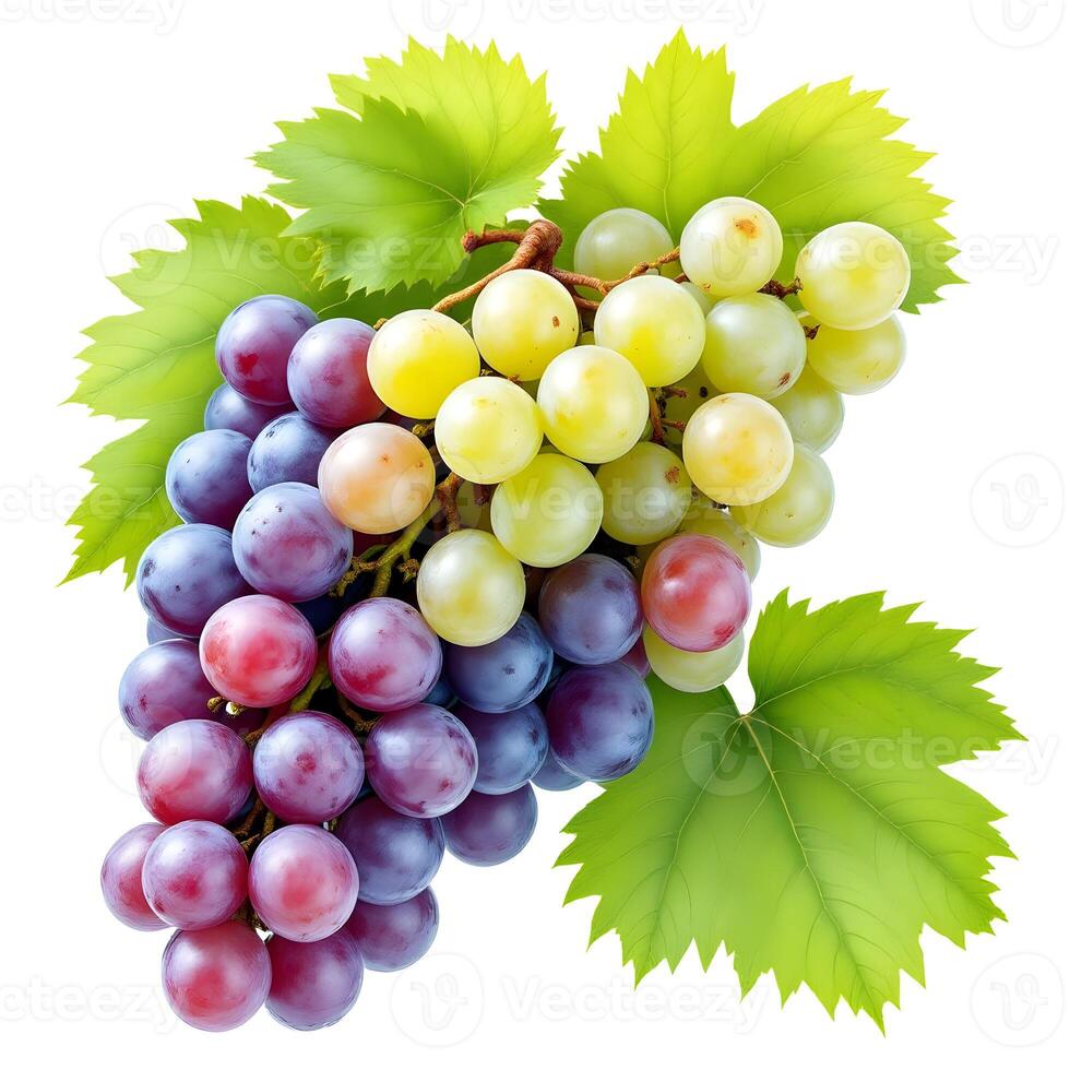 Grapes on the white background photo