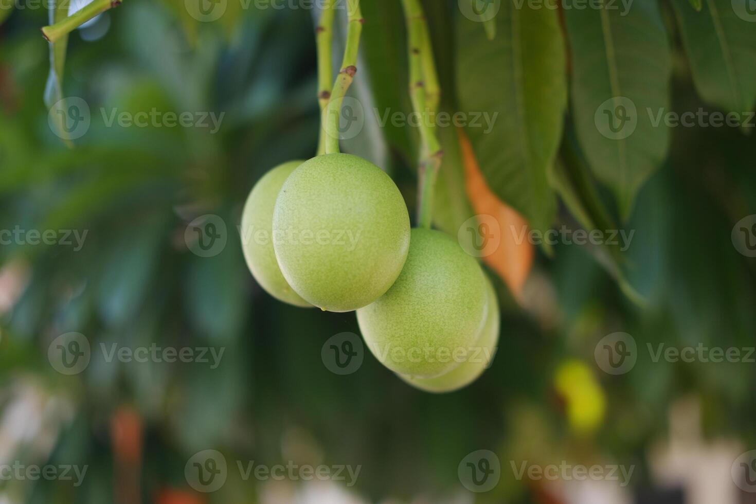 Green Fruit with A Glimpse of New Life photo