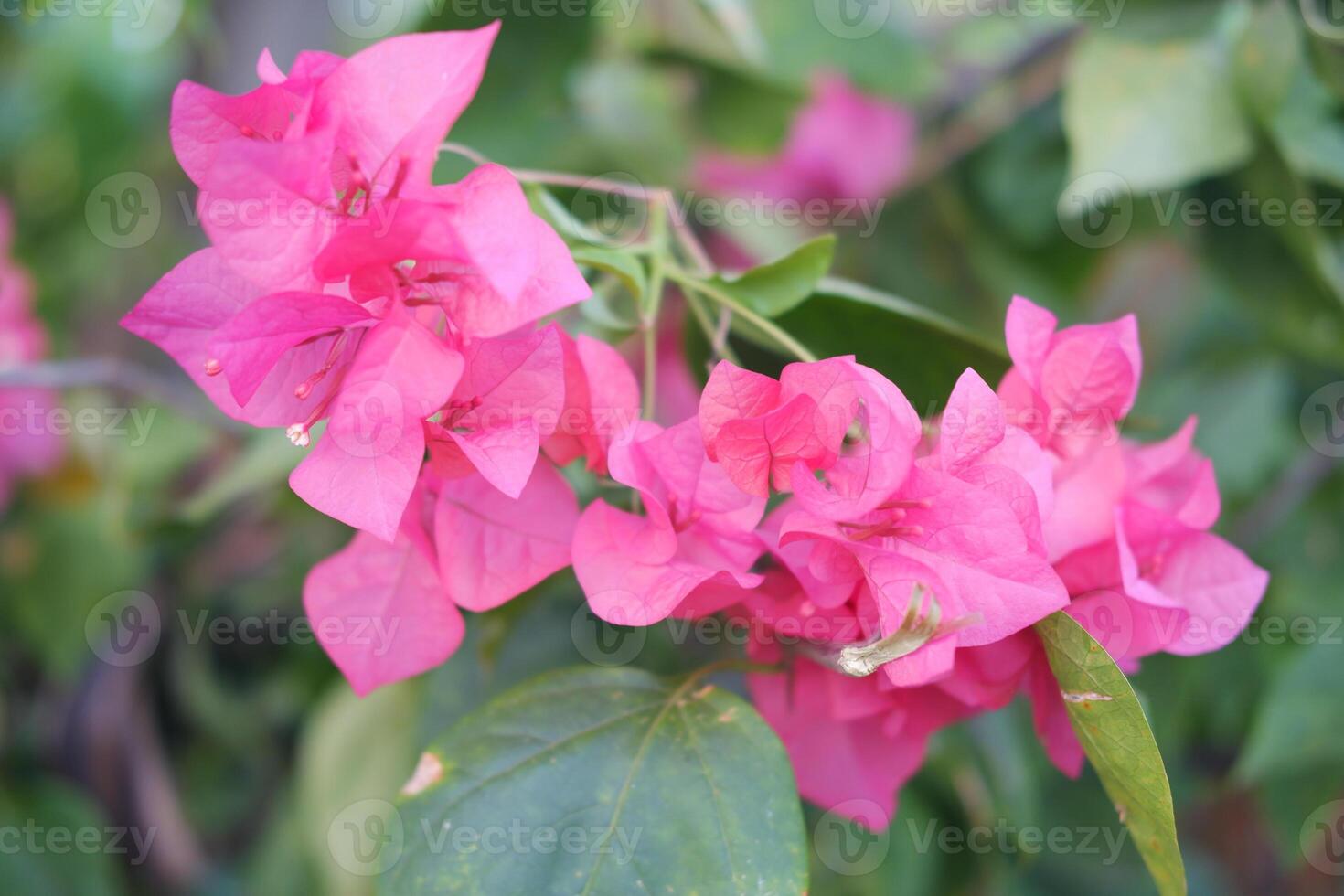 Bougainvillea flowers in the garden with natural background. photo