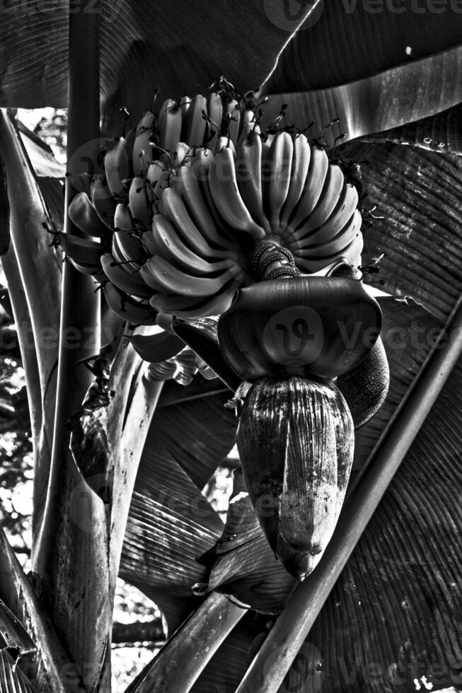 A black and white photograph that features a banana plant with a dense cluster of bananas and a prominent flower bud with textured leaves and contrast highlight the plant natural elegance. photo