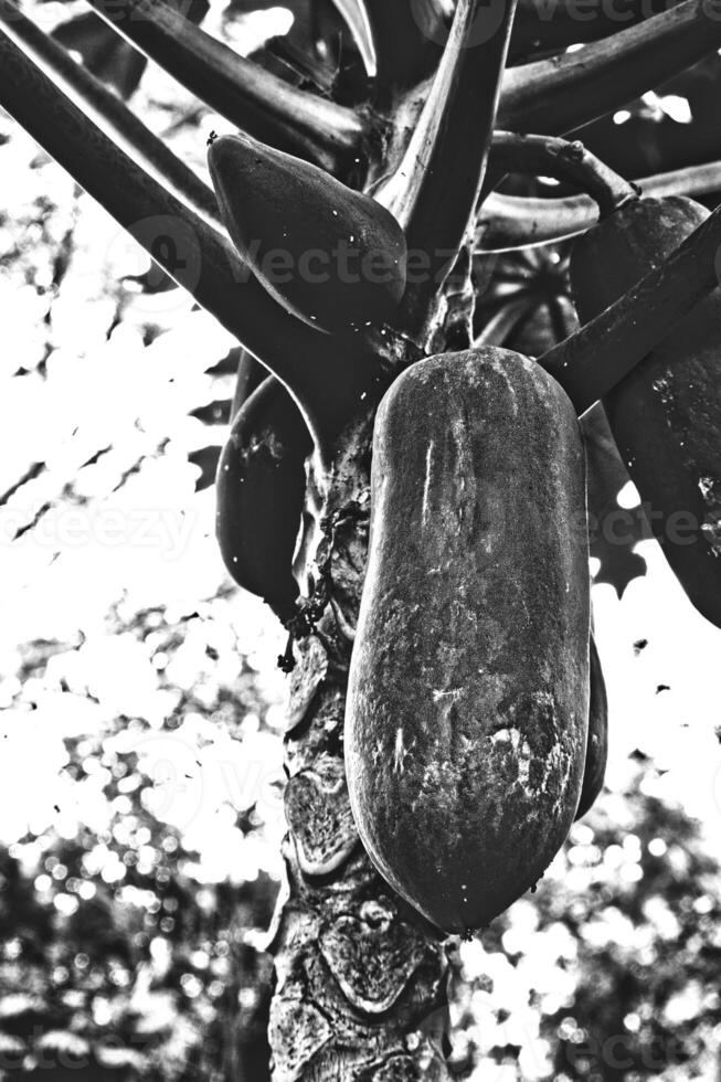 A black and white photograph of a papaya tree showcases its textured trunk and hanging fruits with high contrast emphasizes the papaya rugged surface against a softly blurred background. photo