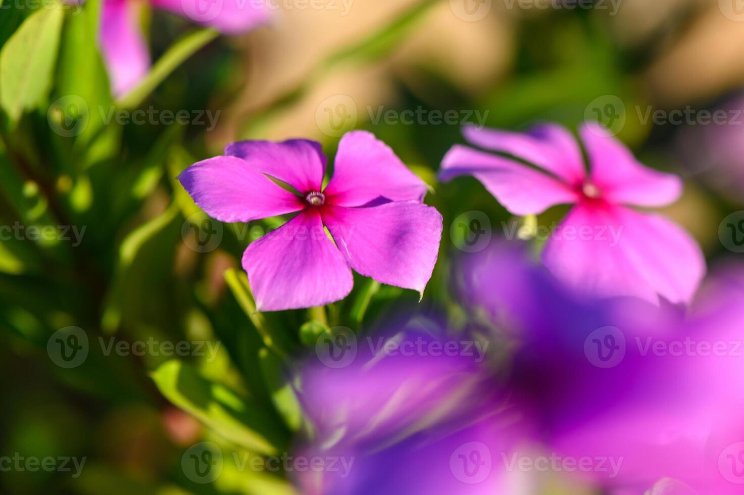 Blossoming pink flowers enjoy the warm sunlight in a vibrant garden during springtime. photo
