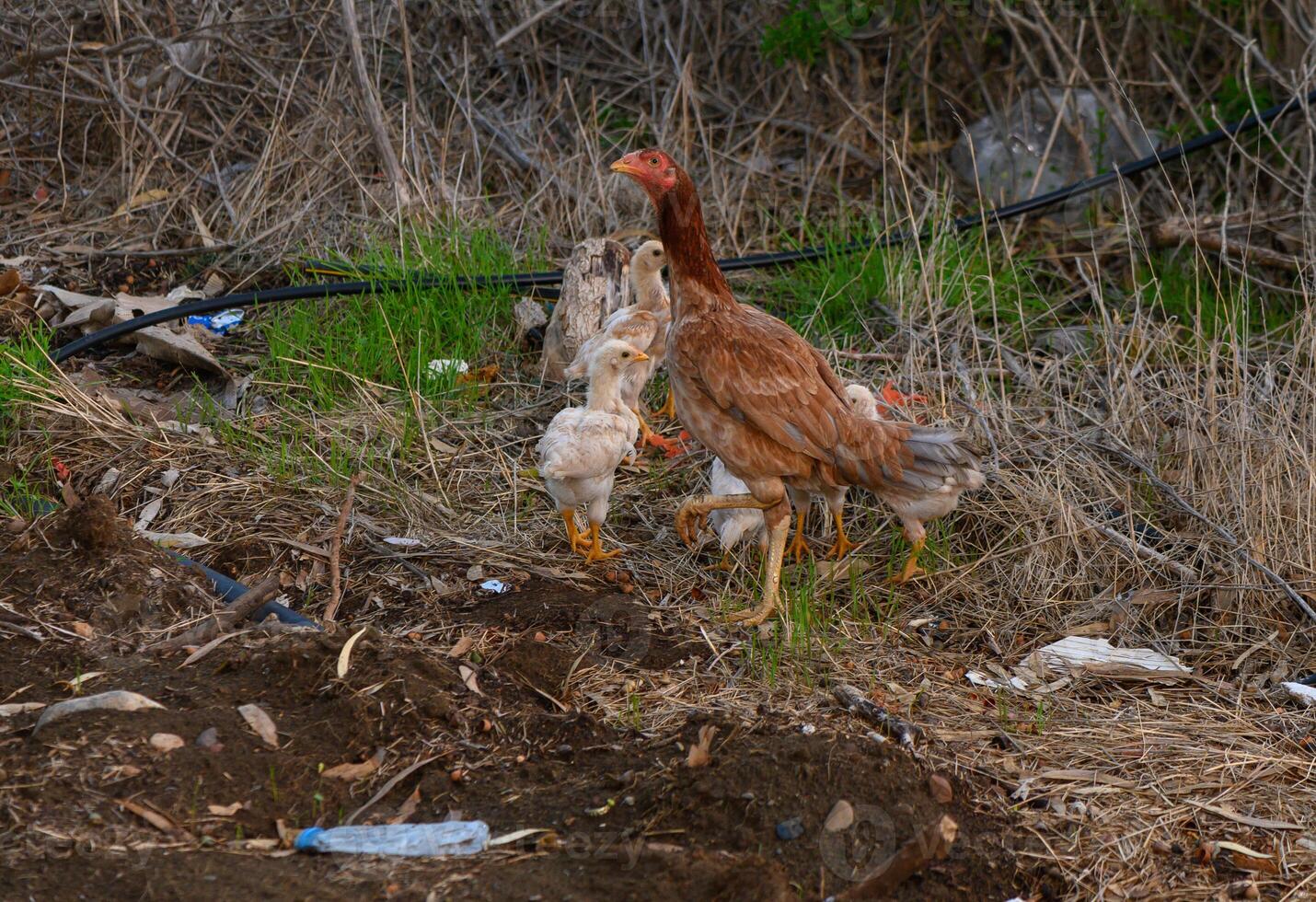 Mother hen guides her chicks through the wild, a glimpse into nature nurturing world. photo