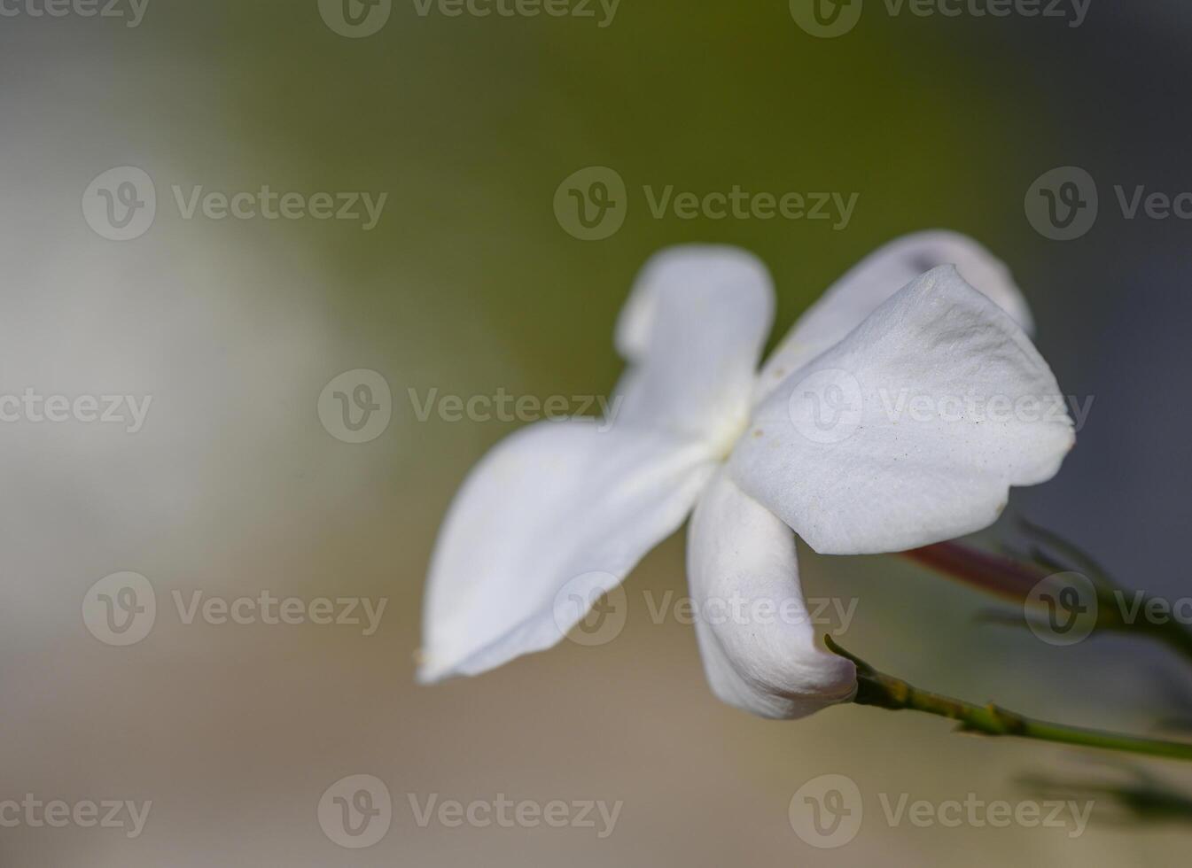 White jasmine flower captures the essence of tranquility in a delicate close-up view. photo