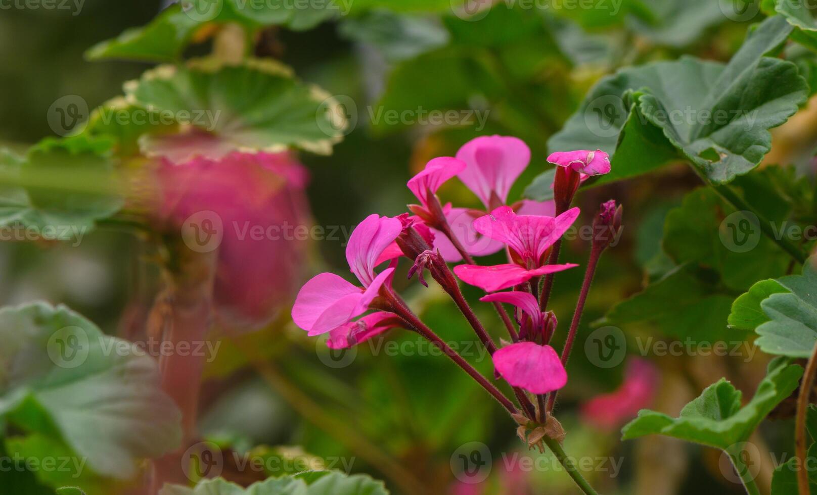 Vibrant pink geraniums bloom amidst lush green foliage in a serene garden setting. photo