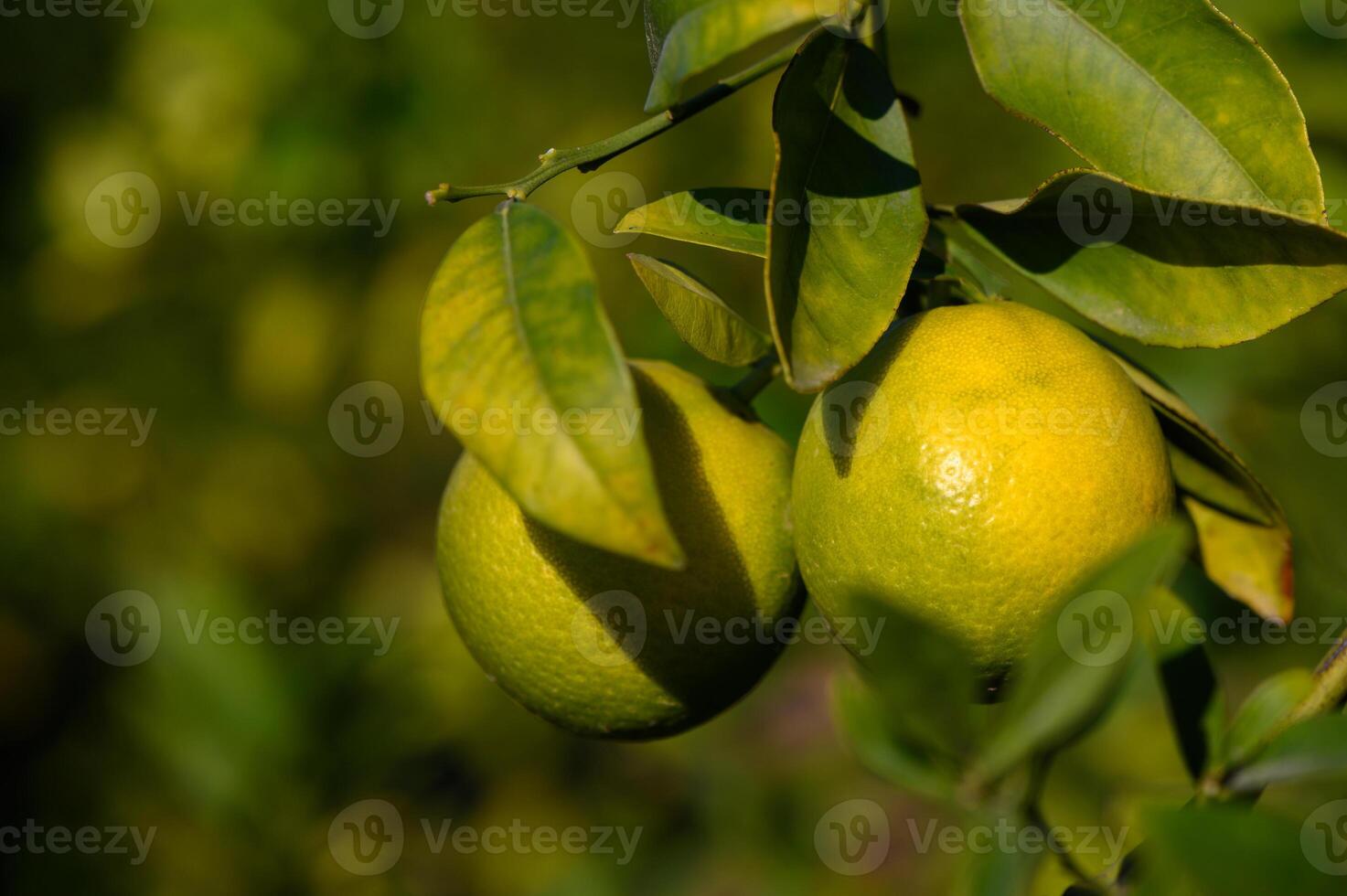 Vibrant green citrus fruits nestled among lush leaves in a sunny orchard photo