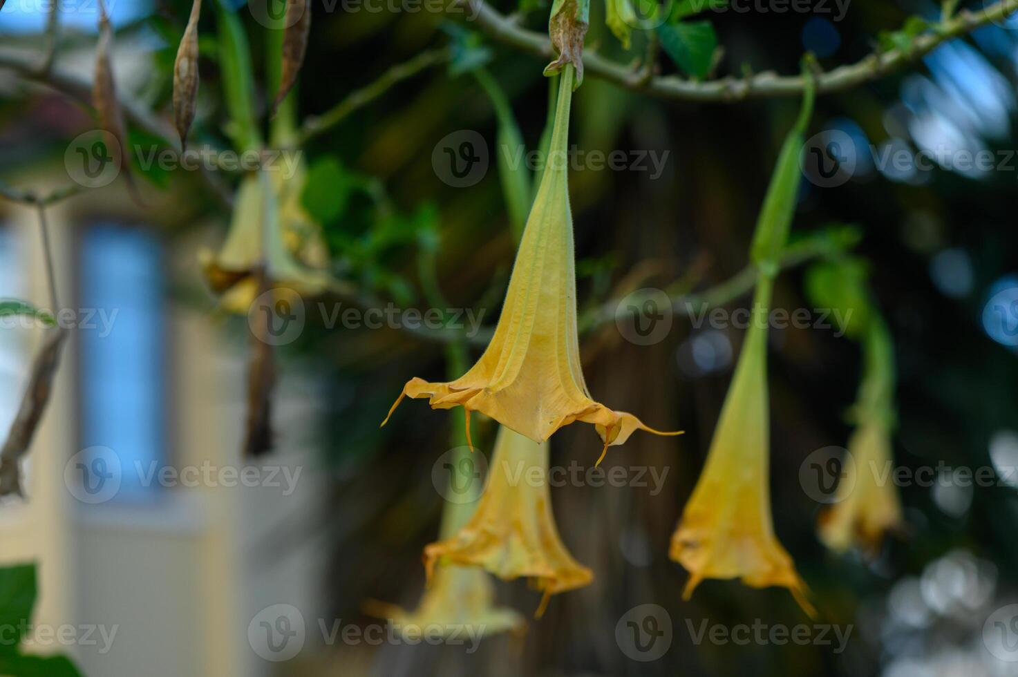 Delicate yellow blossoms sway gently in the warm afternoon breeze, adding beauty to the lush greenery photo