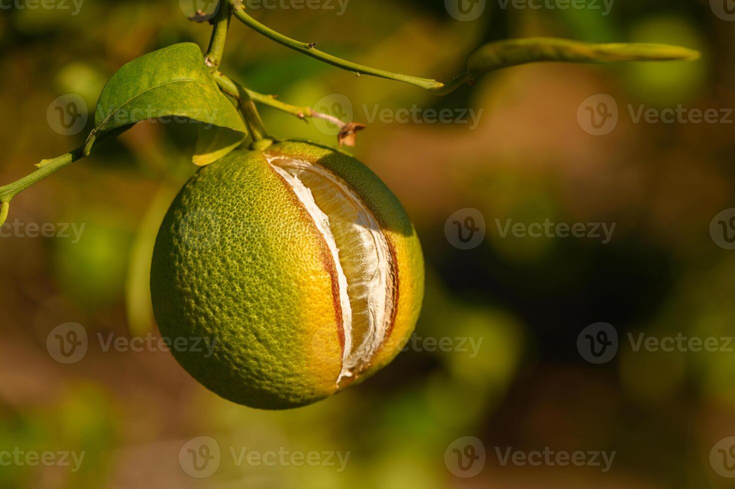 Fruit hangs delicately from a branch, showing vibrant colors and unique textures in a sunny garden setting photo
