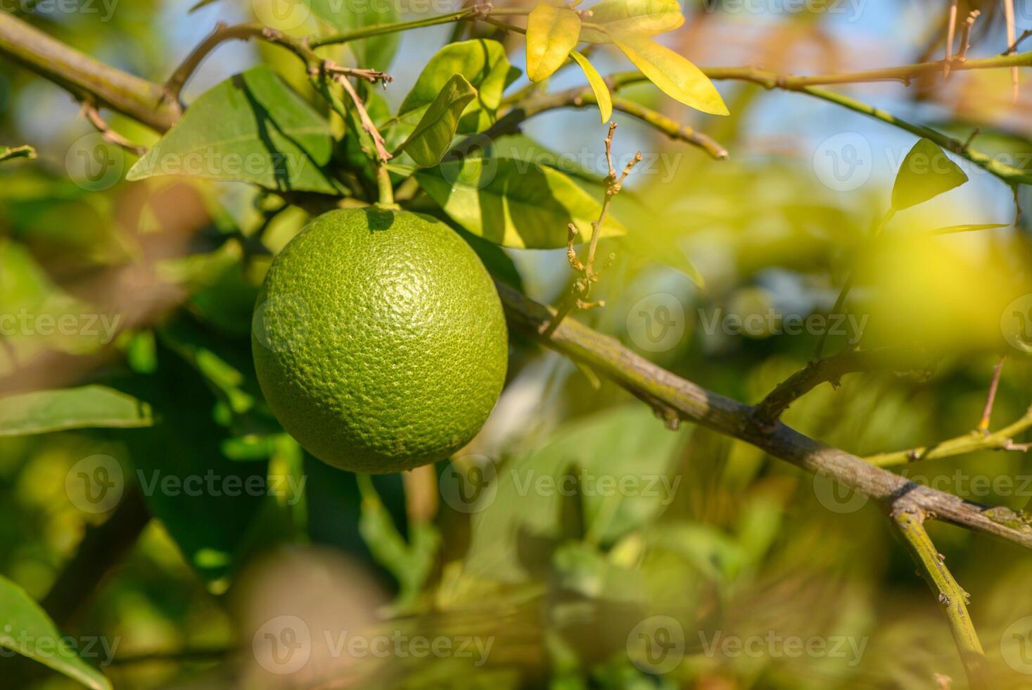 Vibrant green lime hanging from a sunlit branch in an orchard during a warm afternoon photo