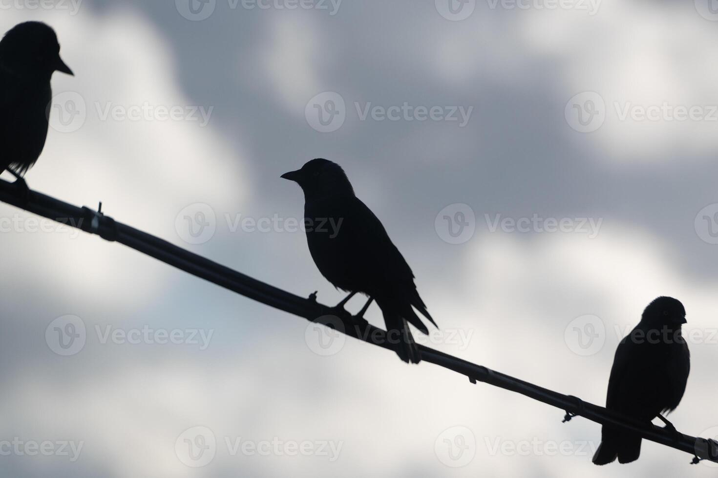 Birds perched on a slender branch against a cloudy sky during twilight hours photo
