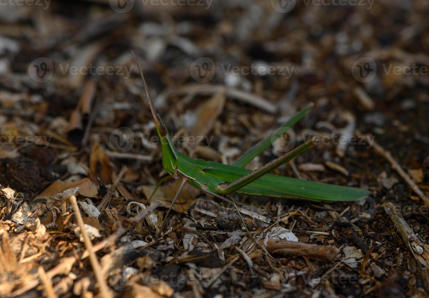 Green grasshopper perched on brown earth amidst fallen leaves and twigs during a sunny afternoon in nature photo