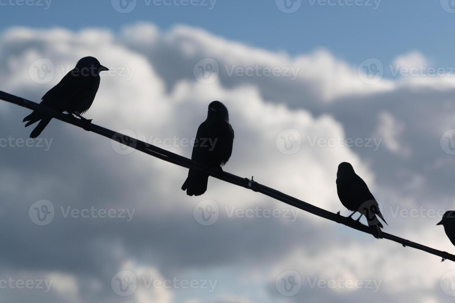 Silhouettes of birds perched quietly on a wire against a backdrop of dramatic clouds photo