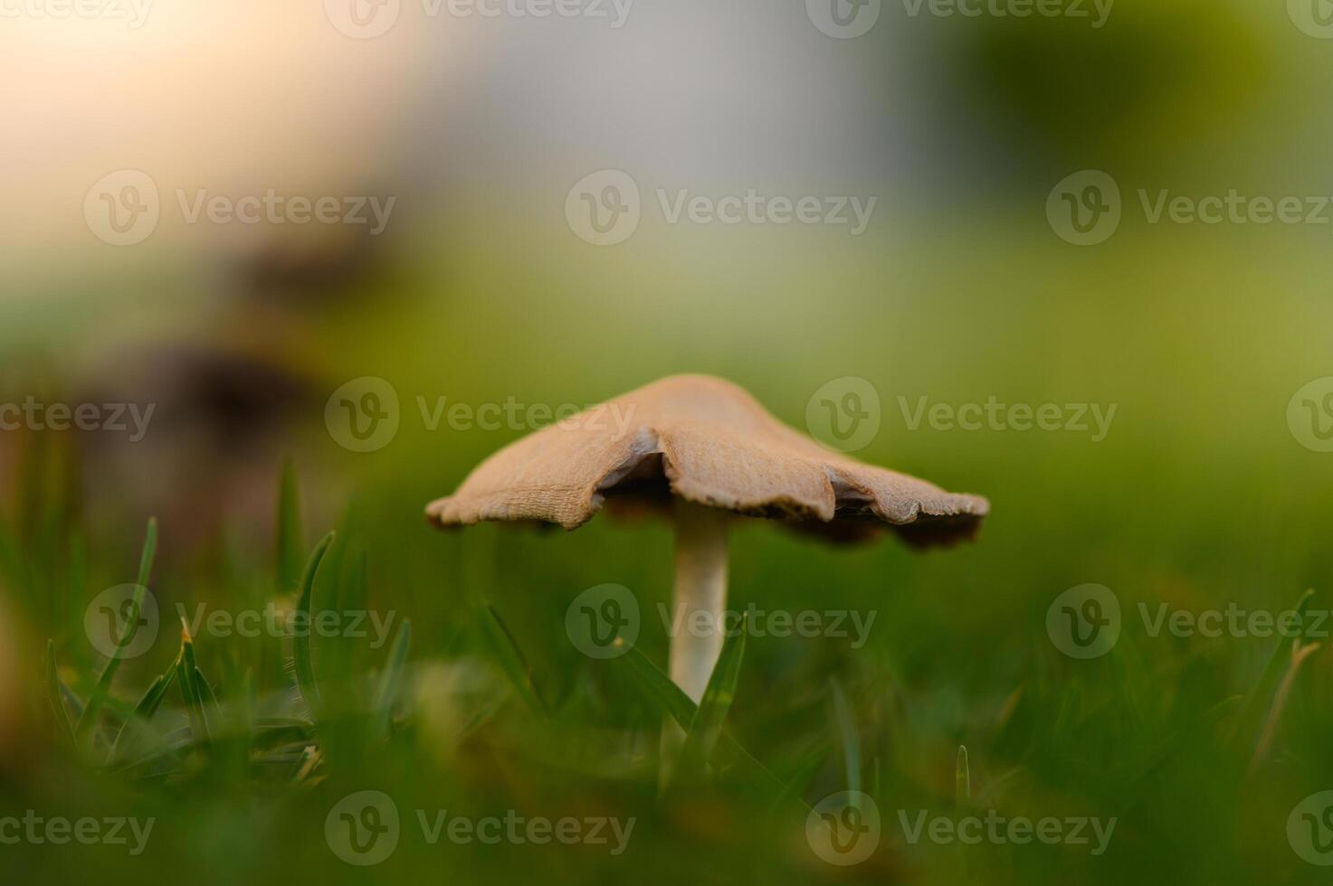 Mushroom sprouts gracefully in a lush green meadow under soft sunlight photo