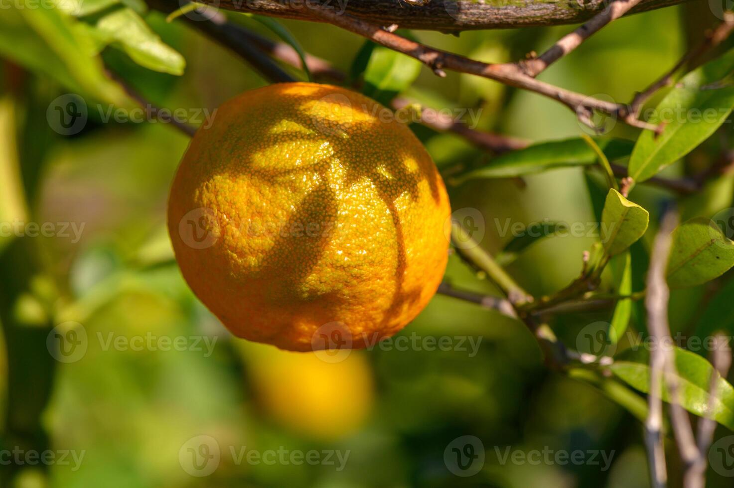 Bright orange fruit hangs from a branch, casting a playful shadow in the warm sunlight of a vibrant orchard photo