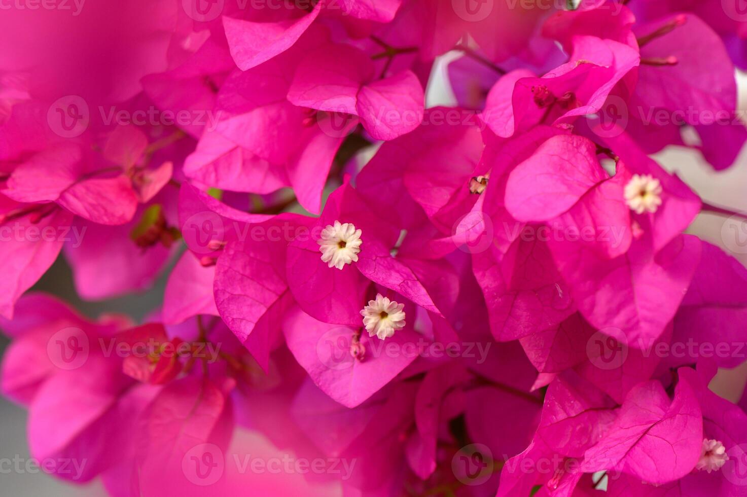 Vibrant bougainvillea blooms in a sunlit garden during the warm season of early summer photo