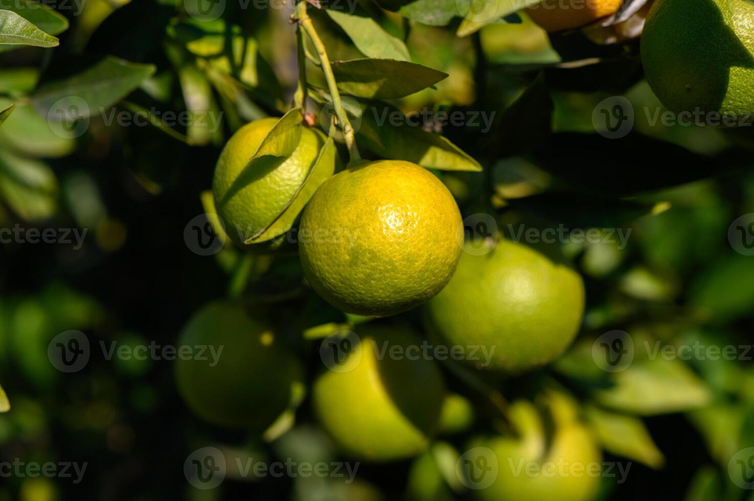 Fresh green citrus fruits hanging from branches in a lush orchard under bright sunlight photo