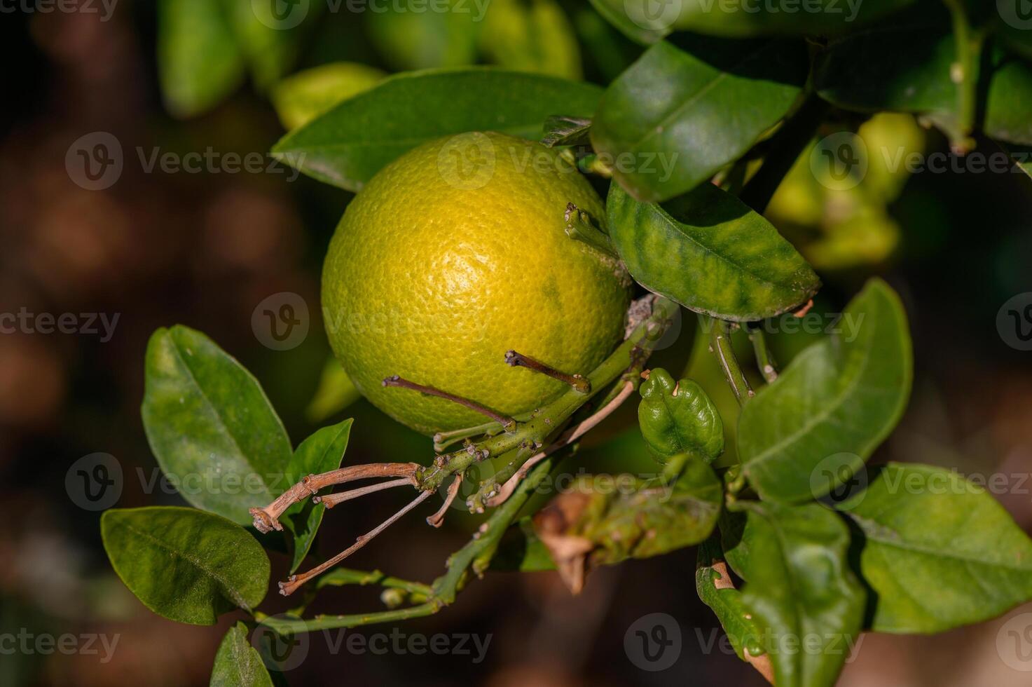 Fresh lime hanging on a vibrant green tree in a sunlit citrus grove photo