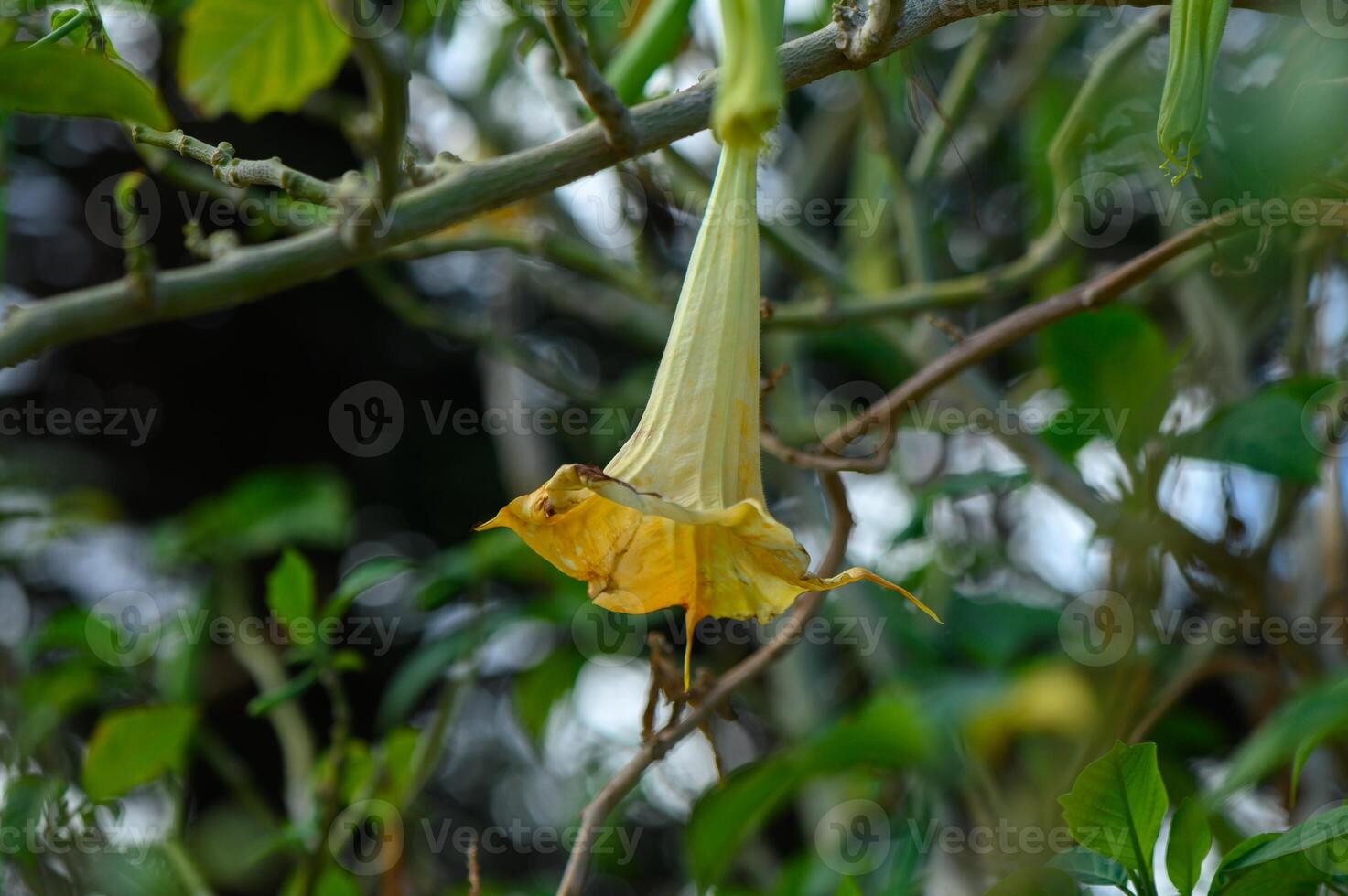 Delicate yellow flower hanging from a leafy branch in a serene forest setting photo