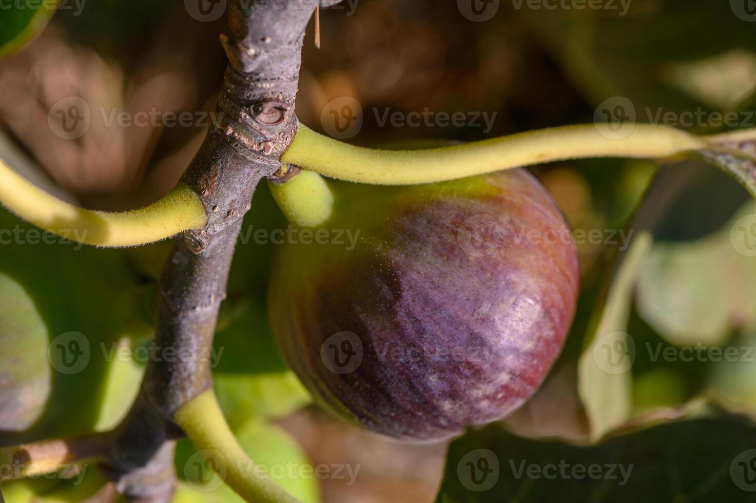 Lush fig tree bearing ripe figs in sunlight on a warm afternoon photo