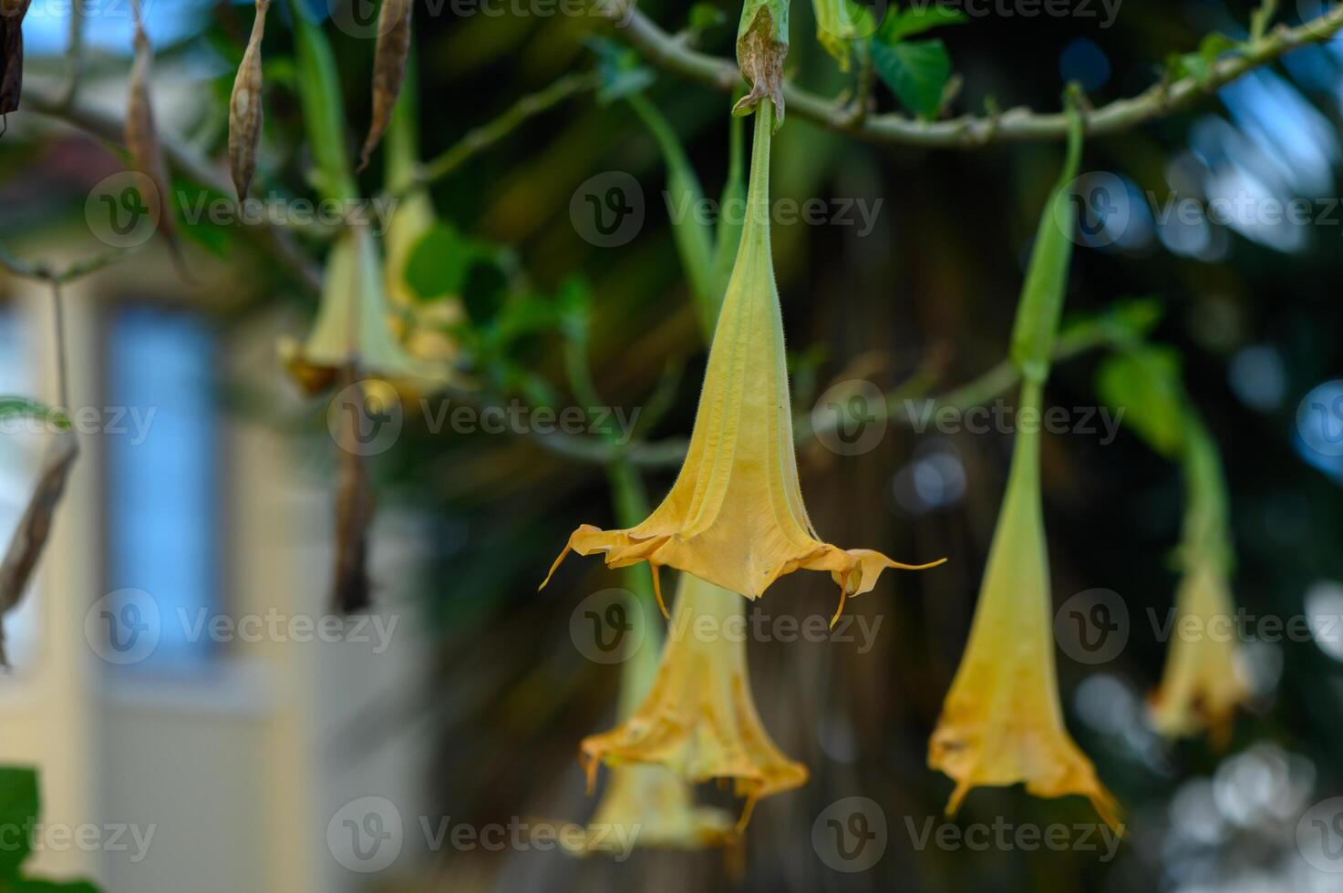 Golden blooms dangle gracefully in a tropical garden under bright sunlight photo