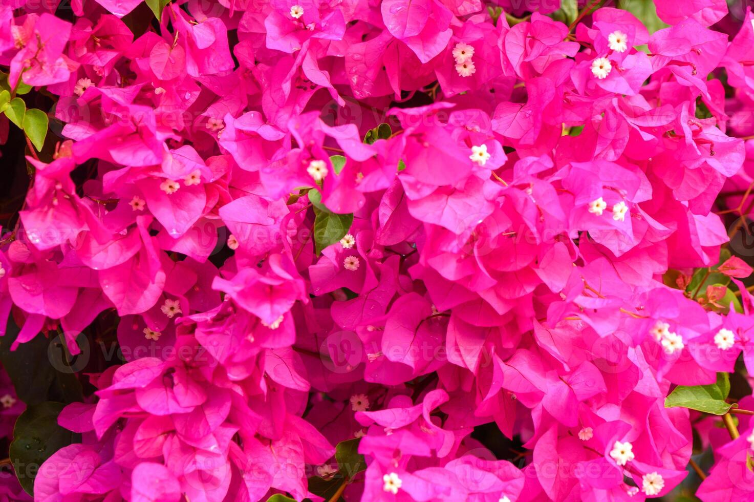 Vibrant bougainvillea blooms create a stunning display of color in the sunlit garden photo