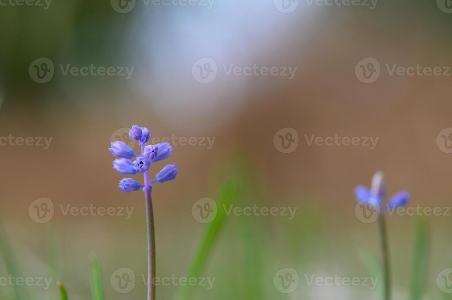 Delicate purple blossoms rise above green grass in a serene outdoor setting during late spring photo