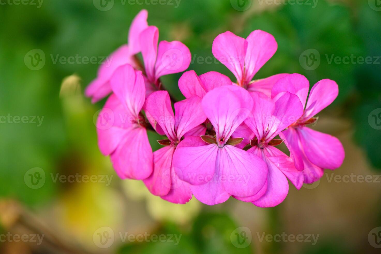 Vibrant pink flowers blooming in a lush garden during a sunny afternoon photo