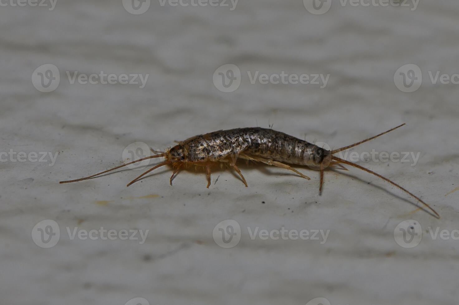 Silverfish scuttling across a kitchen surface in warm light during an evening photo