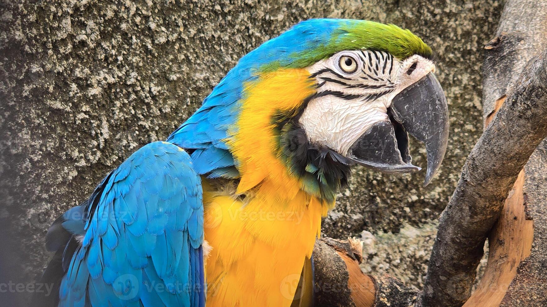striking blue and yellow macaw or Ara ararauna, a blue and yellow parrot in a detailed close up, the vibrant feathers contrast beautifully with the soft, neutral background, highlighting the bird photo