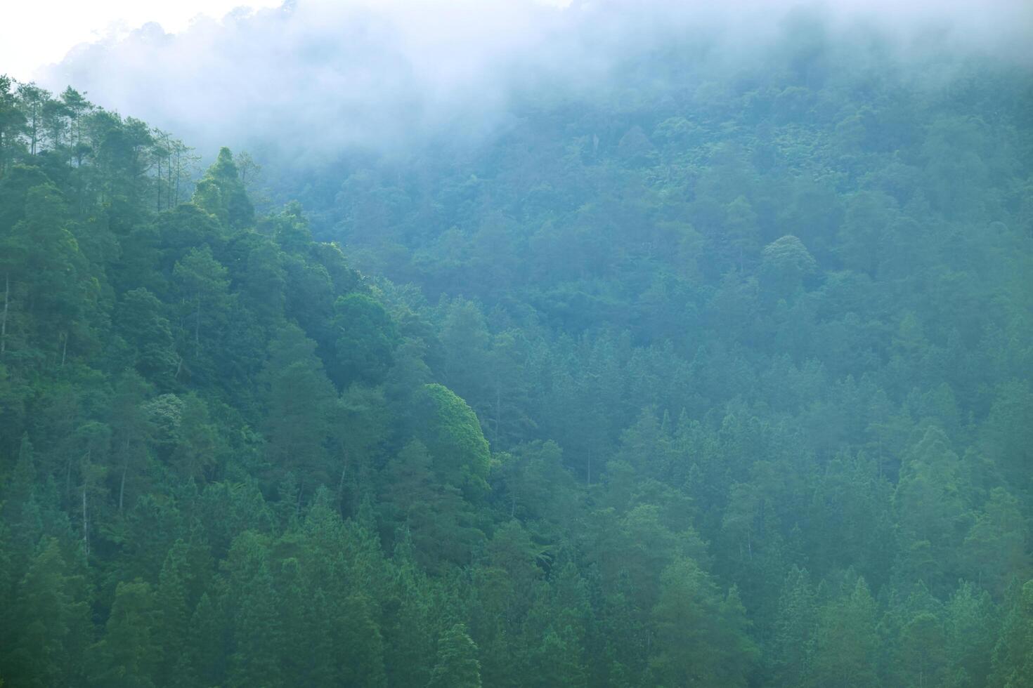 The pine forest on the hill in the Guci area is filled with fog photo