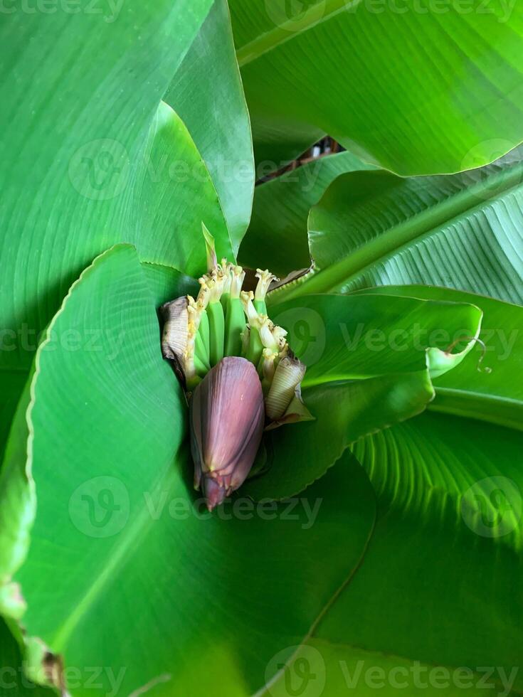 Banana blossom and young bananas in the plant photo