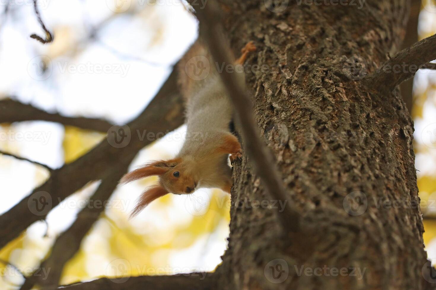 Beautiful cute red squirrel sitting on the tree in autumn park photo