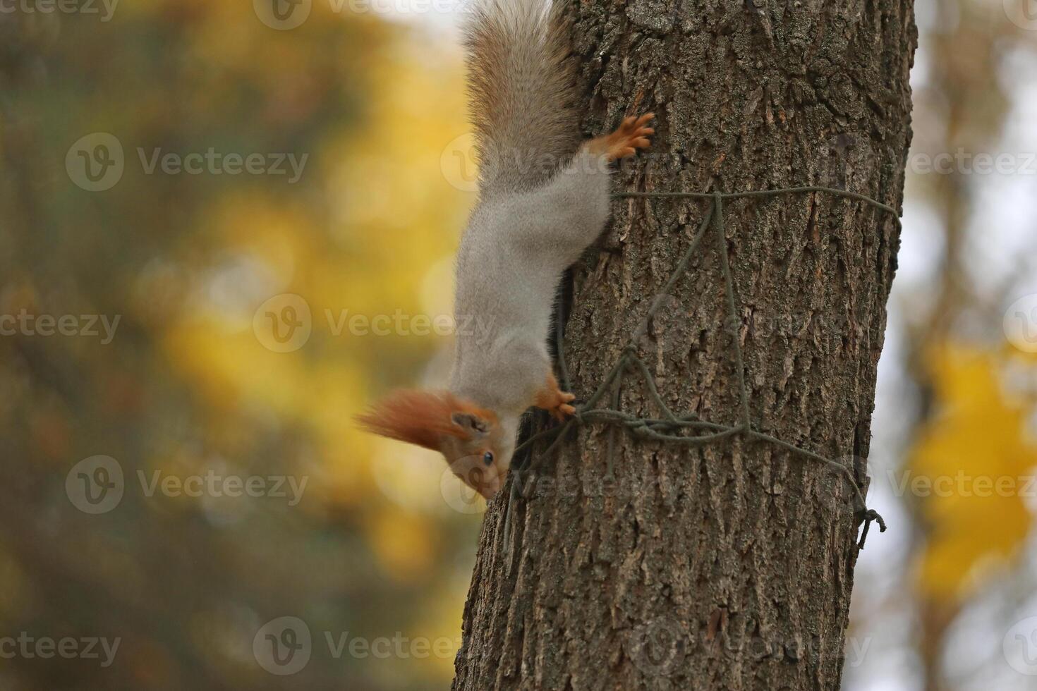 Beautiful cute red squirrel sitting on the tree in autumn park photo