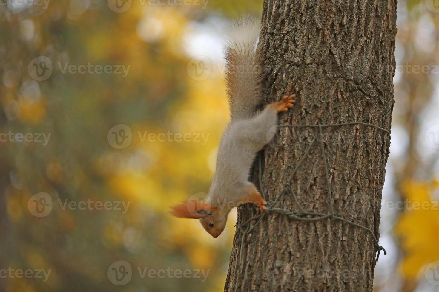 Beautiful cute red squirrel sitting on the tree in autumn park photo