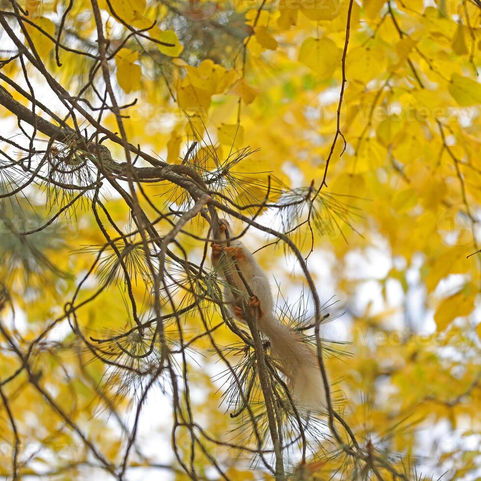 Beautiful cute red squirrel sitting on the tree in autumn park photo