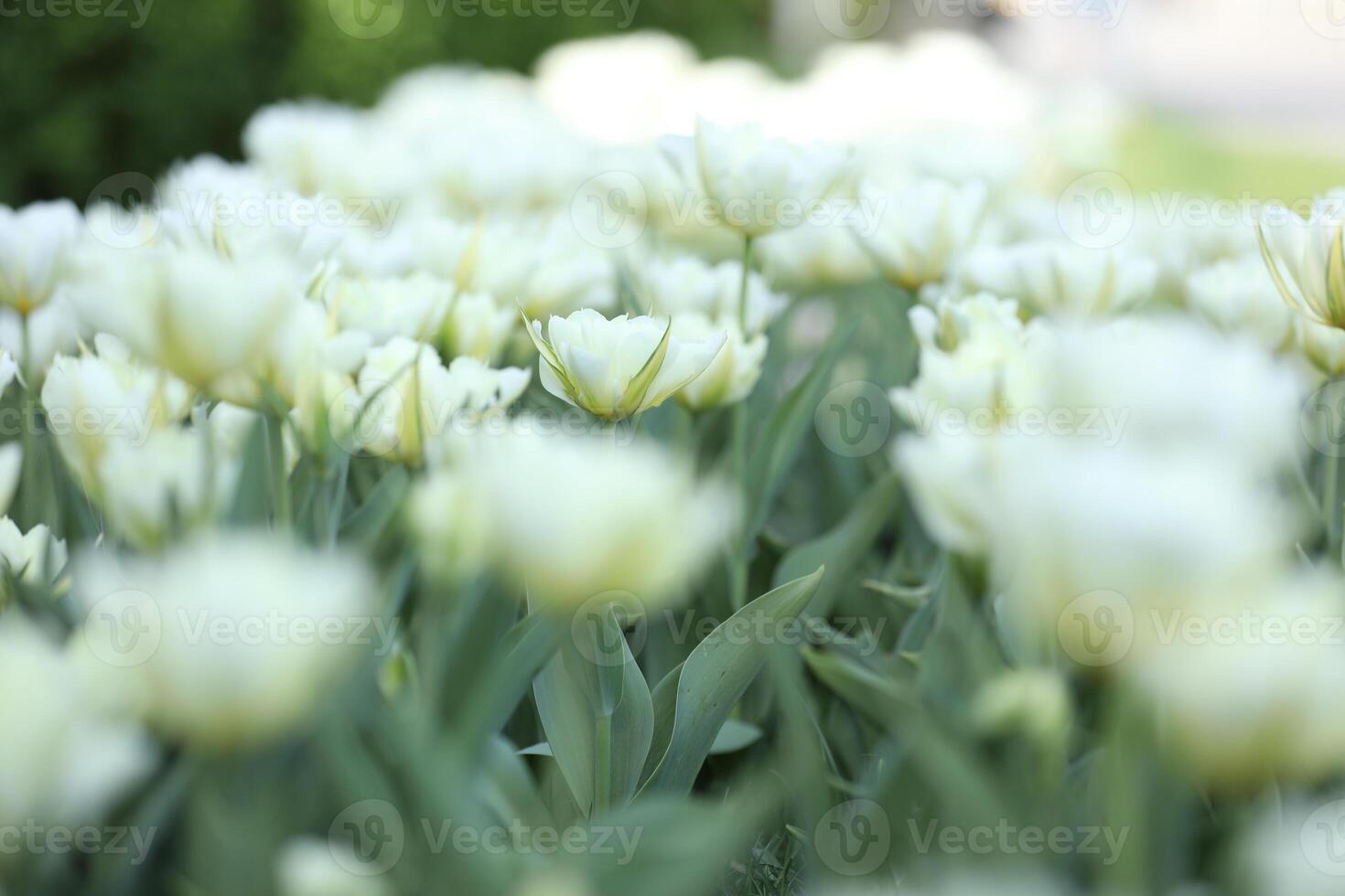 Spring field with pattern of beautiful tenderness white tulips photo