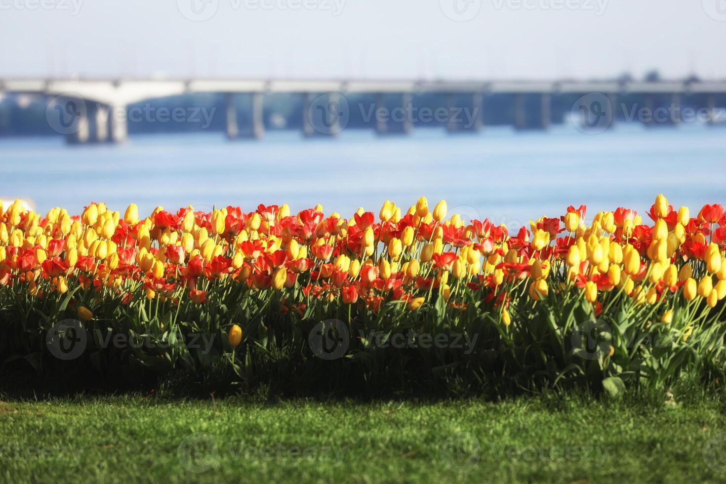 Spring field with pattern of beautiful tenderness color tulips photo