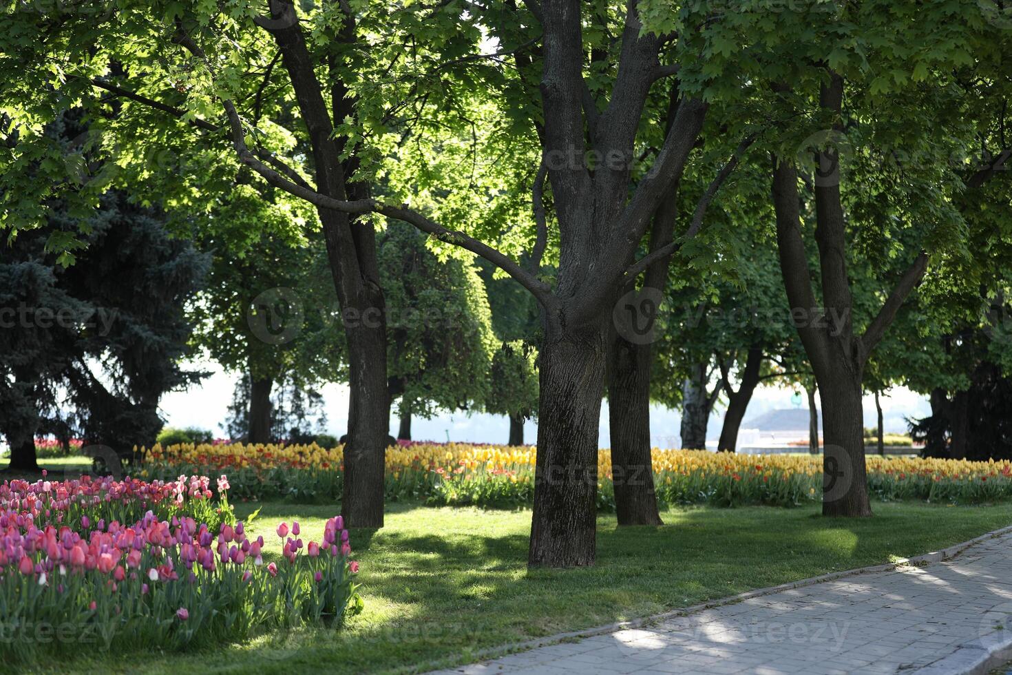 Spring field with pattern of beautiful tenderness color tulips photo